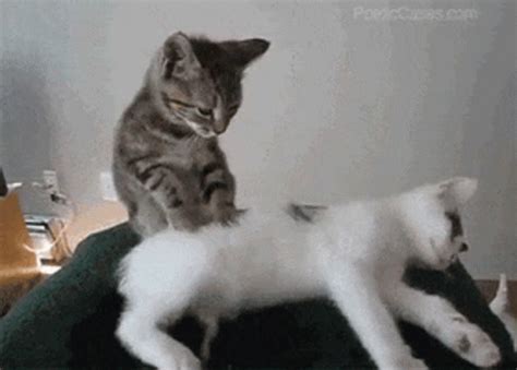 Pussy Massage Porn GIFs 